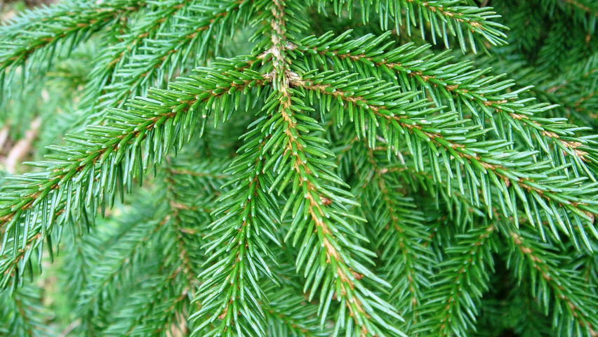 Picea orientalis листья