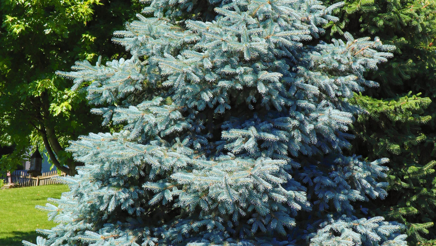 Picea pungens 'Baby Blue Eyes' pokrój naturalny