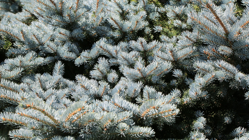 Picea pungens 'Baby Blue Eyes' liście