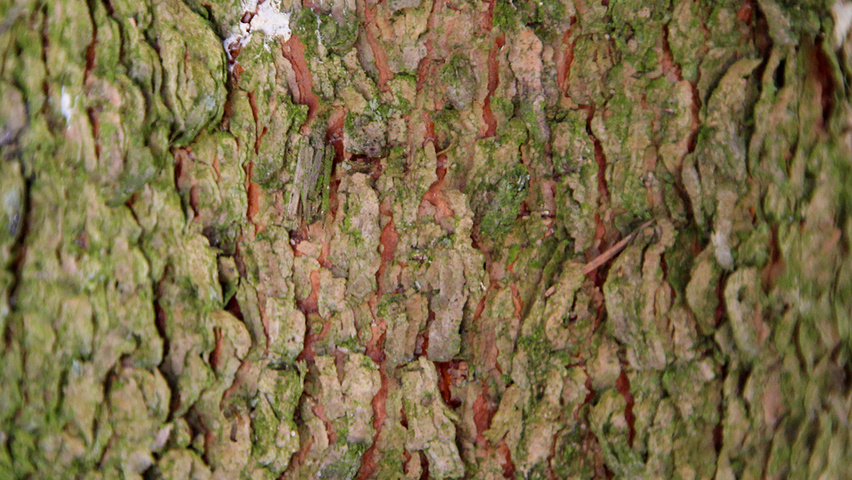Picea pungens bark