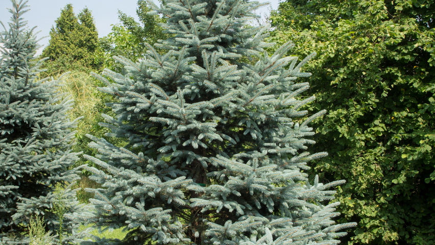 Picea pungens 'Fat Albert' Stammbüsche