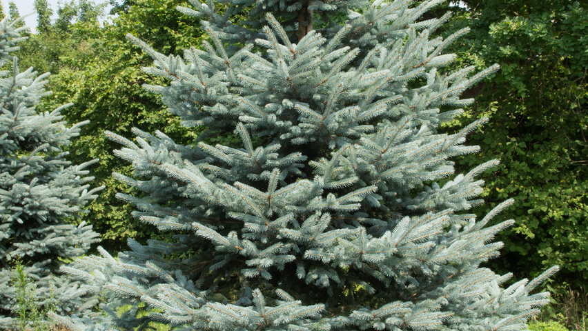 Picea pungens 'Fat Albert' Stammbüsche