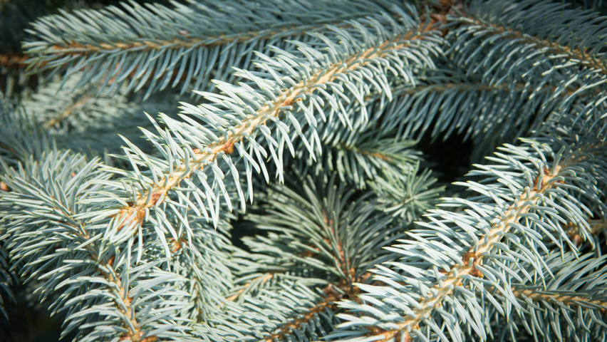 Picea pungens 'Fat Albert' Blatt