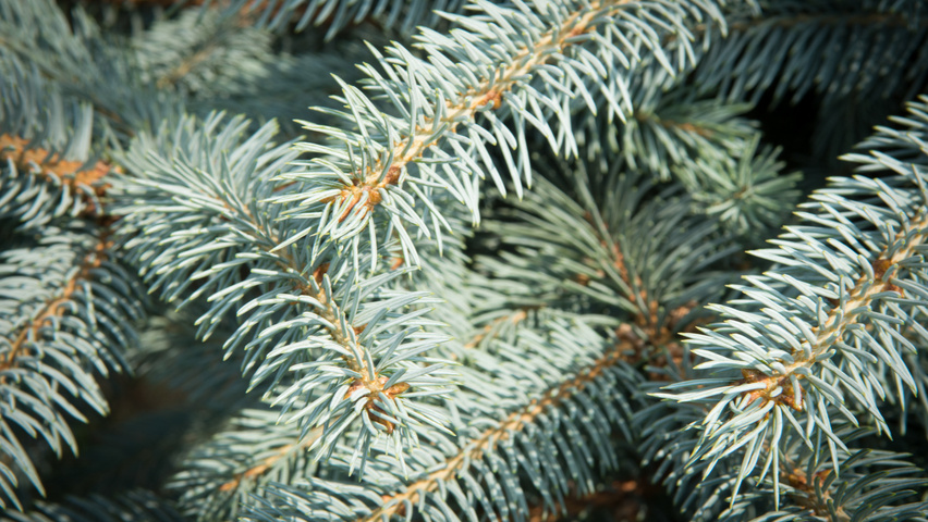 Picea pungens 'Fat Albert' Blatt