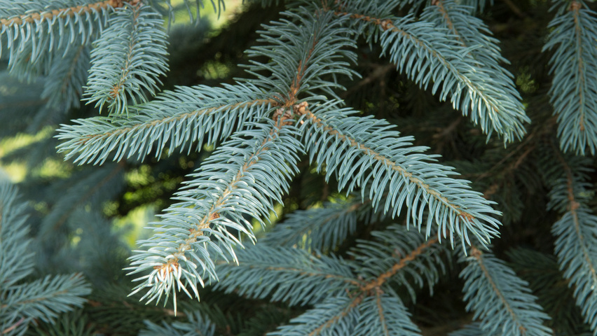 Picea pungens 'Fat Albert' Blatt