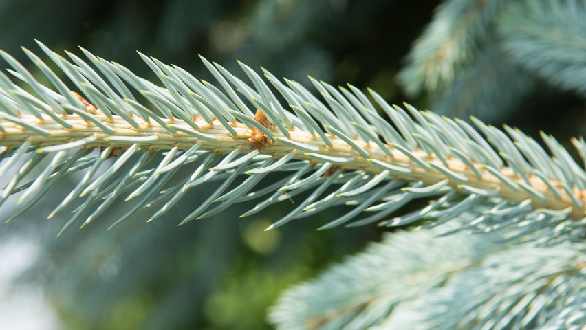 Picea pungens 'Fat Albert' Zweige