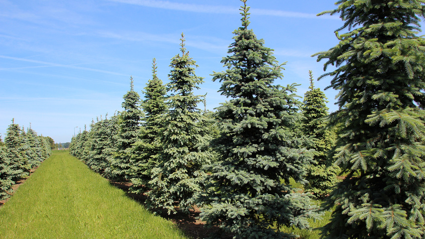 Picea pungens feathered