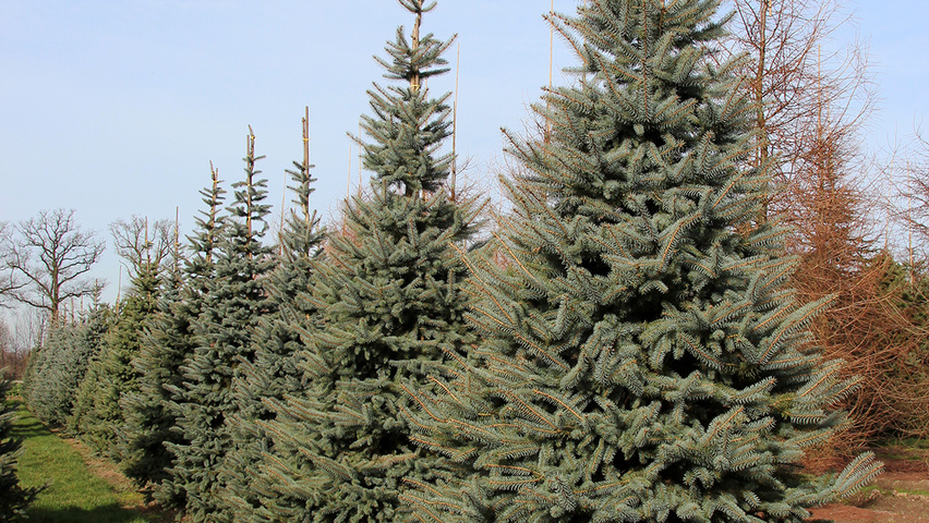 Picea pungens feathered