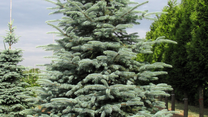 Picea pungens feathered