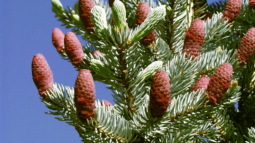 Picea pungens fruits
