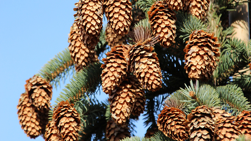 Picea pungens fruits