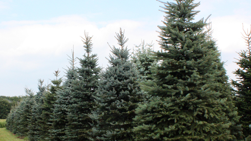 Picea pungens 'Glauca' feathered