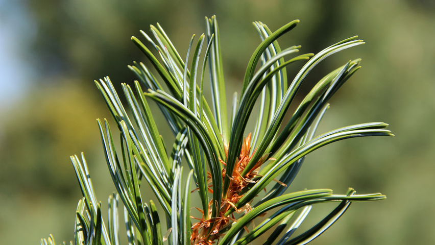 Picea pungens 'Glauca' leaves