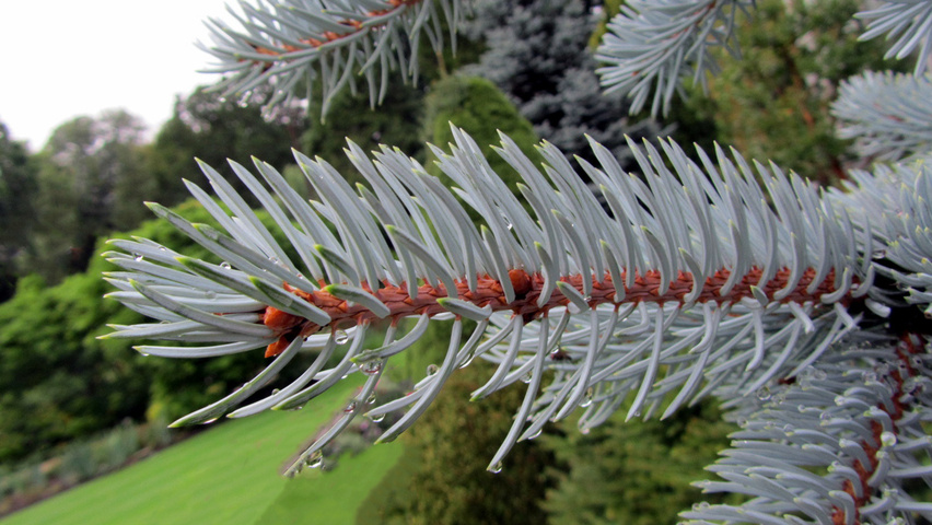 Picea pungens 'Hoopsii' liście