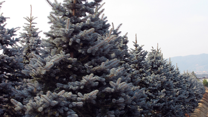 Picea pungens 'Koster' feathered