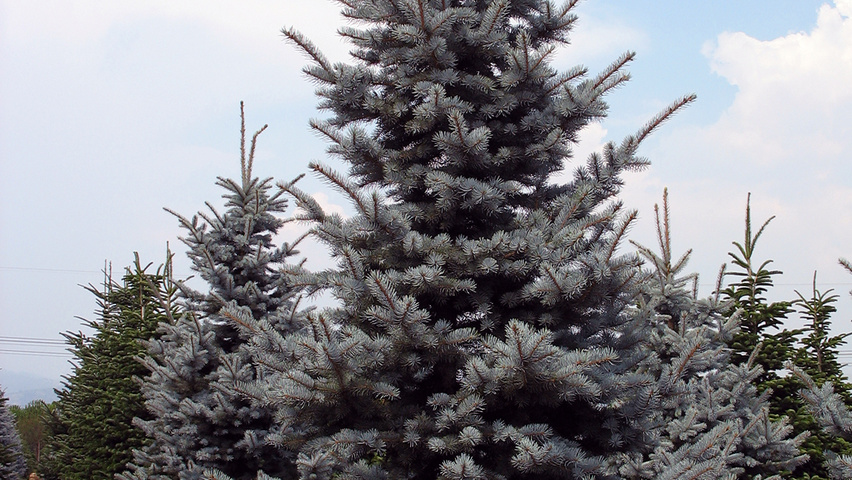 Picea pungens 'Koster' feathered