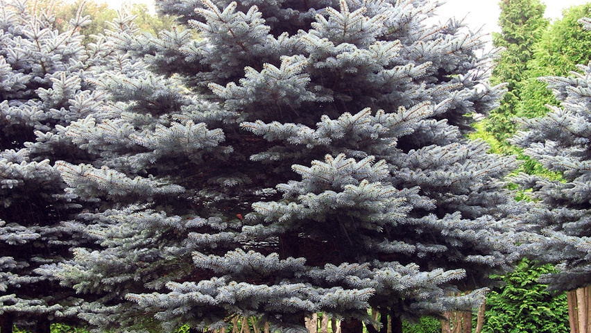 Picea pungens 'Koster' standard tree