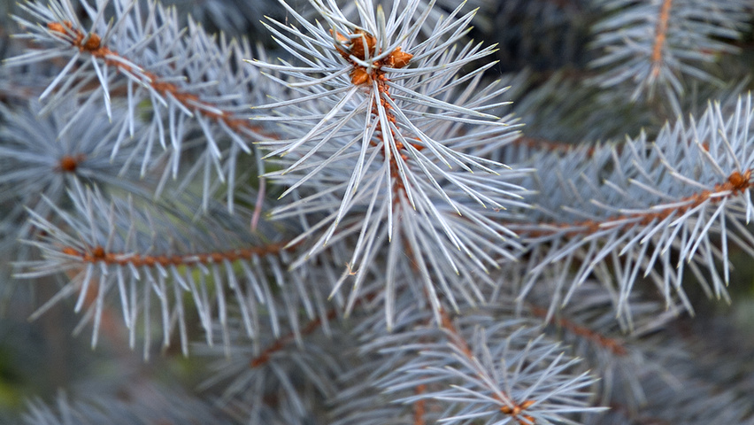 Picea pungens 'Koster' leaves