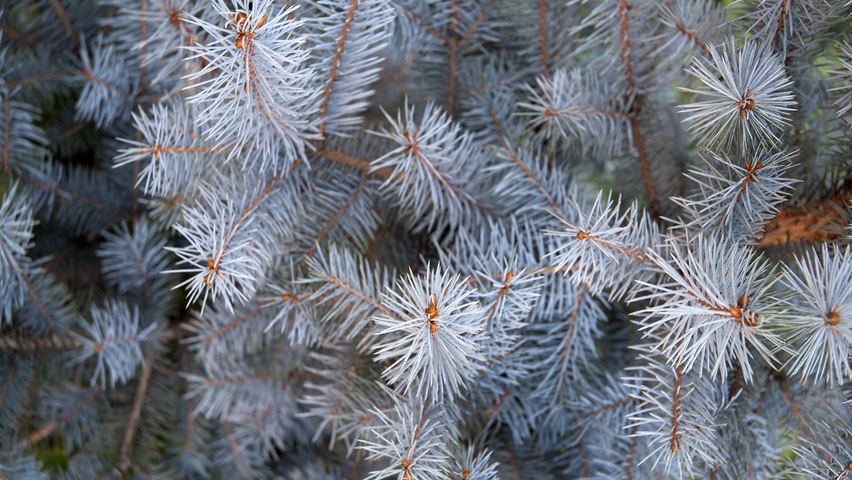 Picea pungens 'Koster' leaves