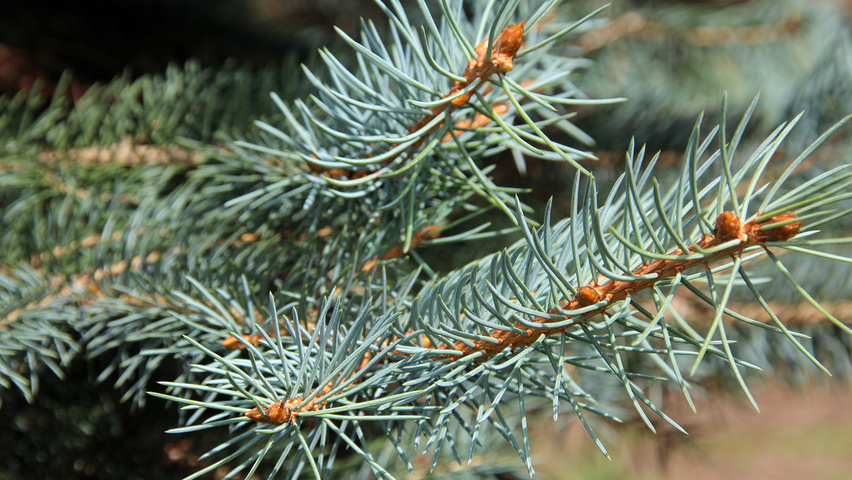 Picea pungens leaves