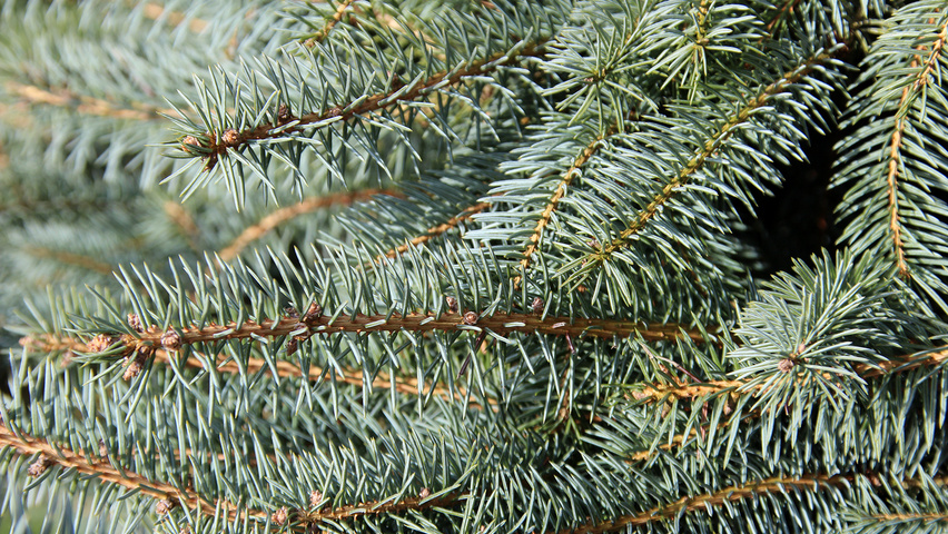 Picea pungens leaves