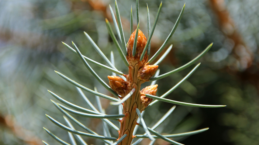 Picea pungens twigs