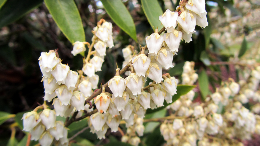 Pieris floribunda fleurs