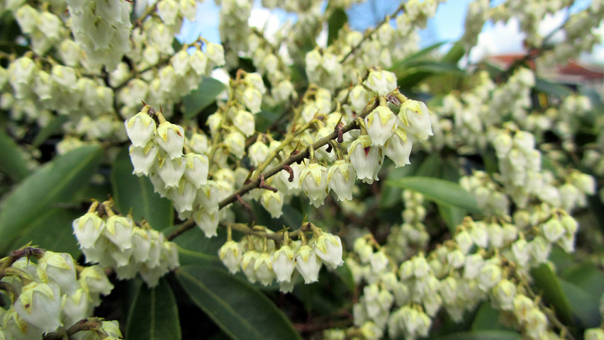 Pieris floribunda fleurs