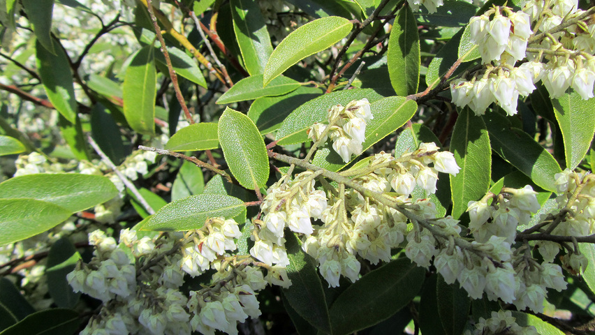 Pieris floribunda Feuilles