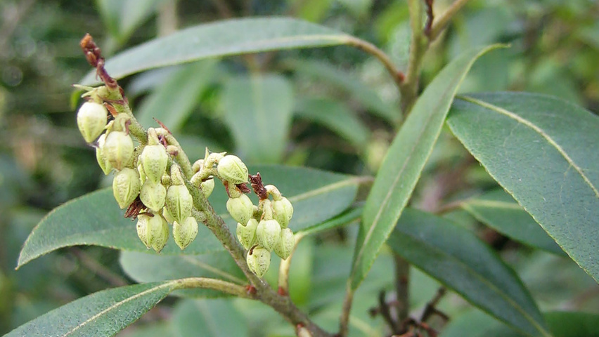 Pieris floribunda Feuilles