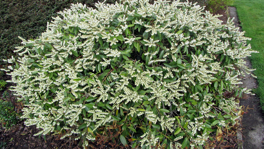 Pieris floribunda arbustes solitaires