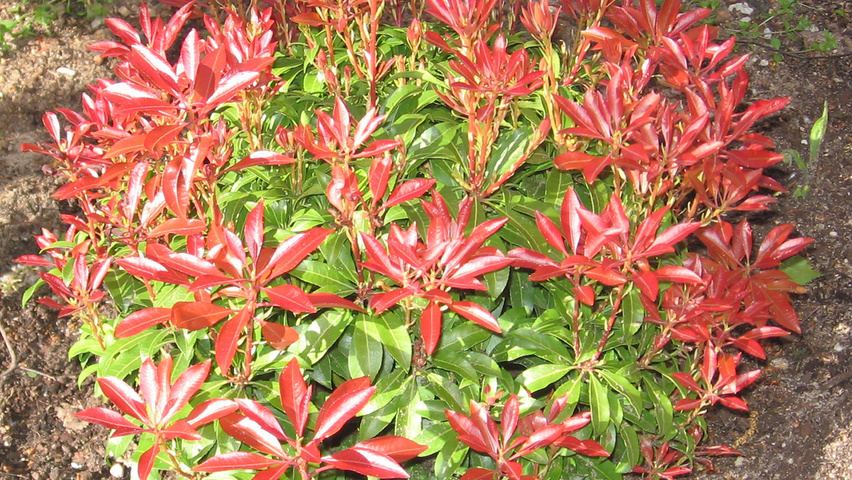 Pieris japonica solitary shrubs