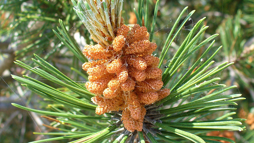 Pinus banksiana flowers