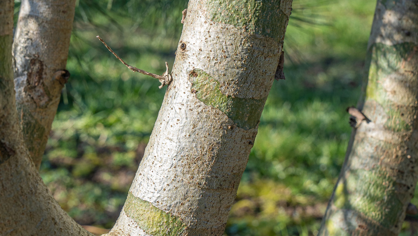 Pinus bungeana кора