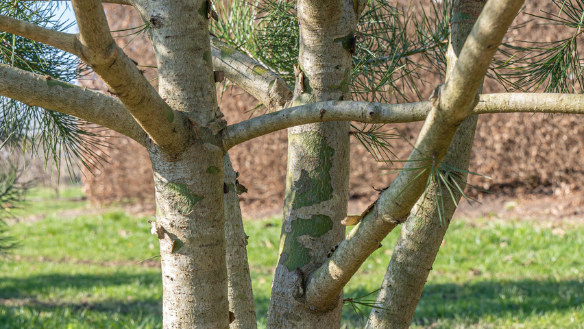 Pinus bungeana кора