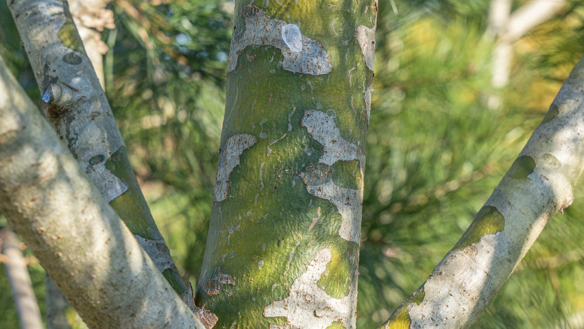 Pinus bungeana кора