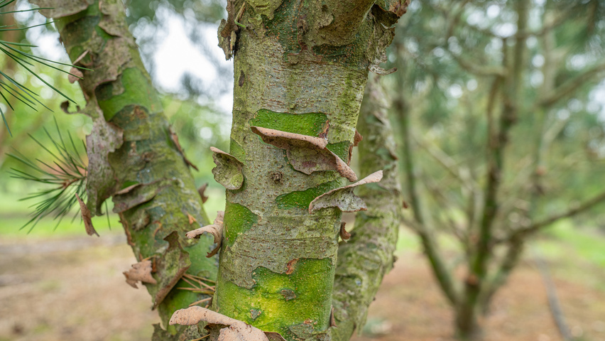 Pinus bungeana кора