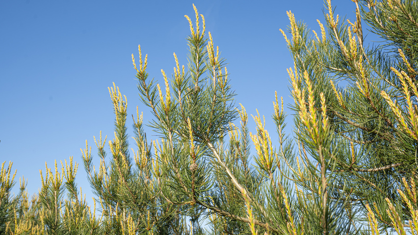Pinus bungeana цветки