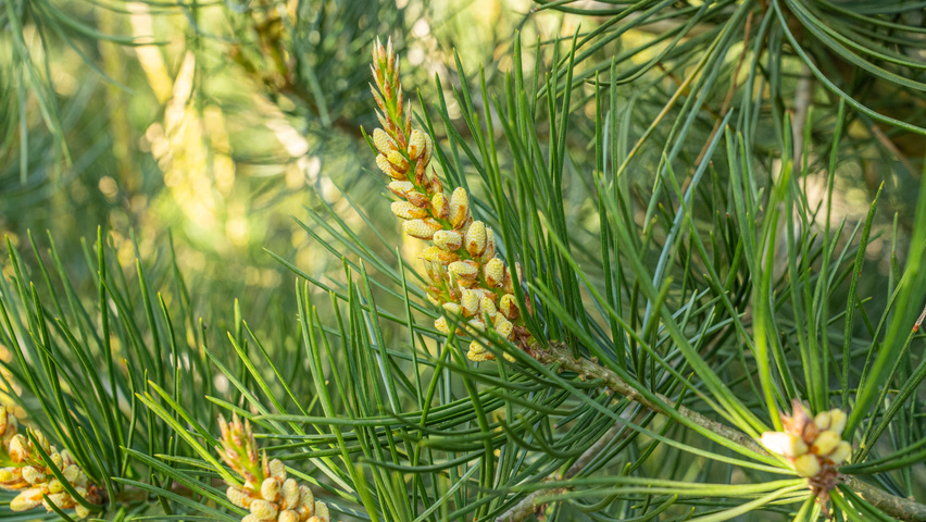 Pinus bungeana цветки