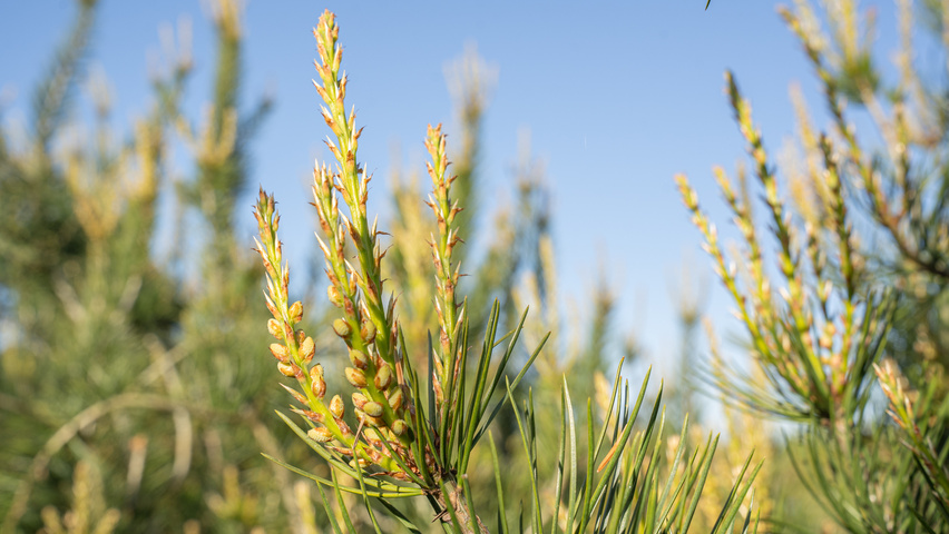 Pinus bungeana цветки