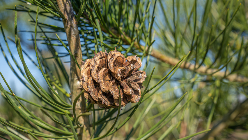 Pinus bungeana плоды