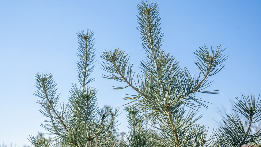 Pinus bungeana листья