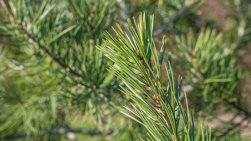 Pinus bungeana листья