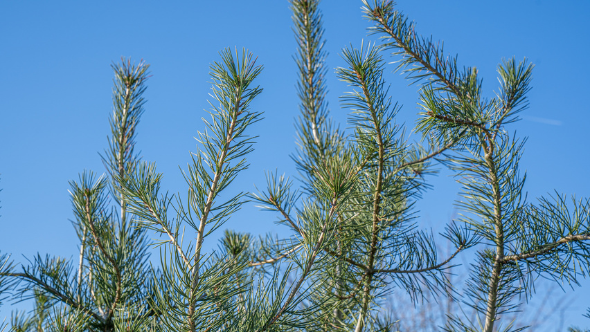 Pinus bungeana листья