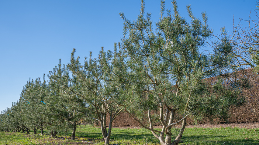 Pinus bungeana Многоствольные деревья