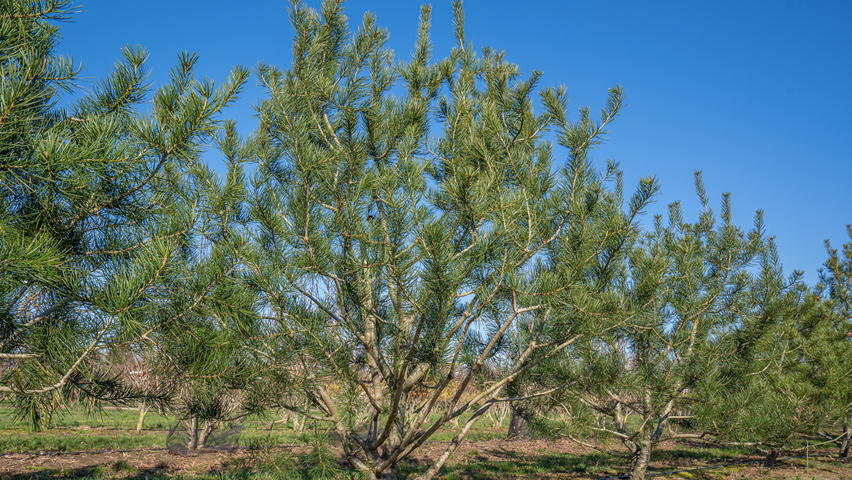 Pinus bungeana Многоствольные деревья
