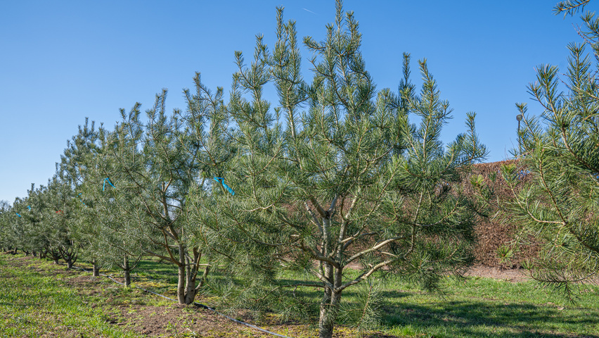 Pinus bungeana Многоствольные деревья