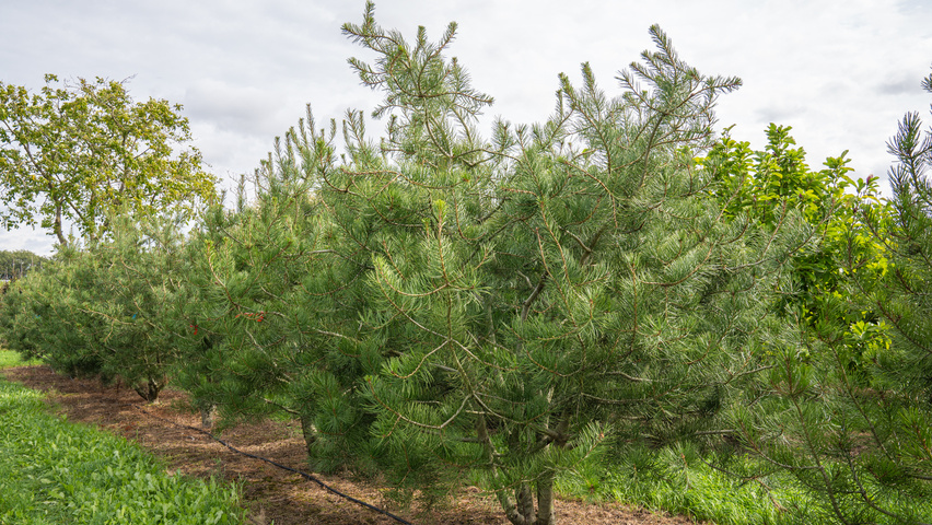 Pinus bungeana Многоствольные деревья