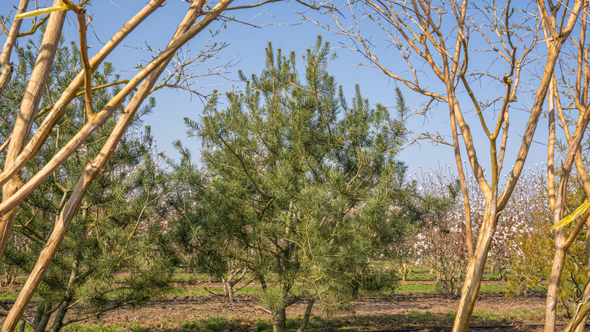 Pinus bungeana Многоствольные деревья