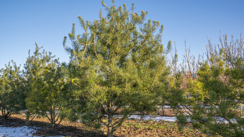 Pinus bungeana Многоствольные деревья